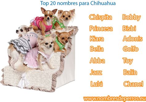 37 Perro Chihuahua Nombres Image Bleumoonproductions