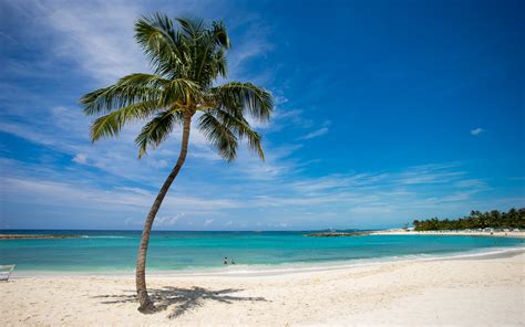 Tropical Palm Tree Beach Ocean Hd Wallpaper Nature And