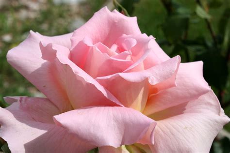 Belle Rose Color Light Pink Free Stock Photo Public Domain Pictures