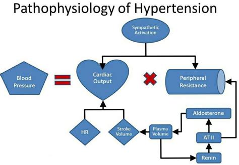 Pathophysiology Of Hypertension Thoracic Key My Xxx Hot Girl