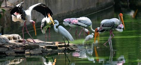 Migratory Birds In Minnesota Blueingreendesigns