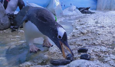 Same Sex Penguin Partnerships Formed At London Aquarium During Mating