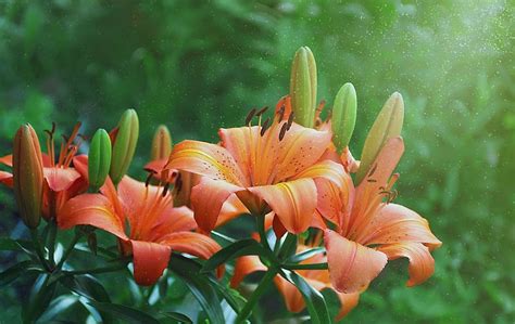 Beautiful Flowers Lilies Close Up Buds Nature Hd Wallpaper Peakpx