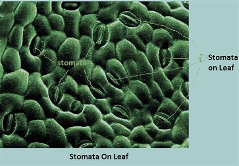 Stomata Function Transpiration