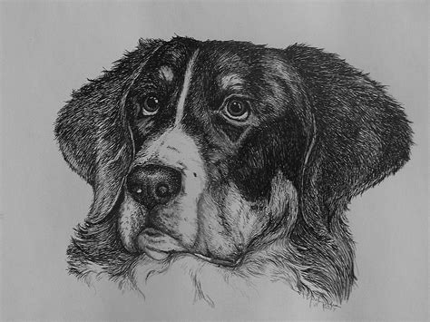 Bernese Mountain Dog By Concini On Deviantart