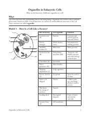Answer key gizmos work answers begin with a single cell and watch as mitosis and cell division occurs the cells will go through the steps of interphase prophase metaphass. cell division gizmo - Name Thomas Bollerup-Lindenborg Date ...