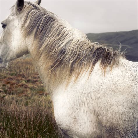Free Images White Stallion Mane Vertebrate Mare Horse Like