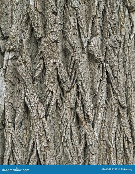 Bark Acacia Stock Image Image Of Acacia Details Robinia 61095137