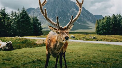 Reindeer In Natural Landscape 4k Wallpaper Pixground Download High