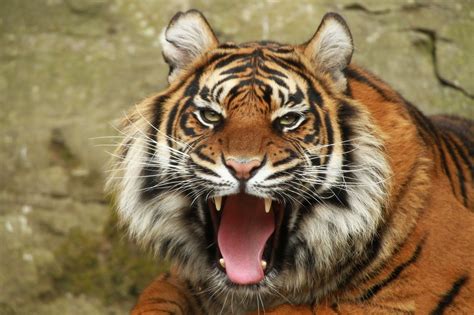 Big Cats Tiger Roar Animals Wallpapers Hd Desktop