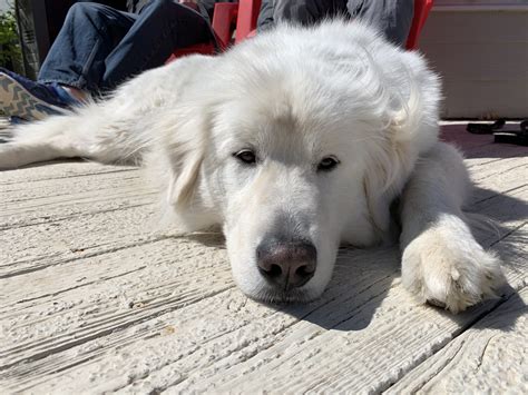 An Exercise To Help A Colorado Mountain Dog Learn To Listen To And