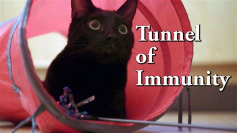 N2 The Talking Cat S4 Ep26 Tunnel Of Immunity Youtube