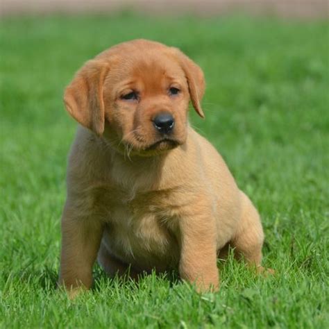 Just has a brand new litter! Fox Red English Lab Pups - Family Loved Labs -English ...