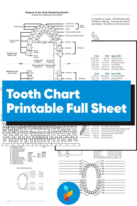 10 Best Tooth Chart Printable Full Sheet Pdf For Free At Printablee