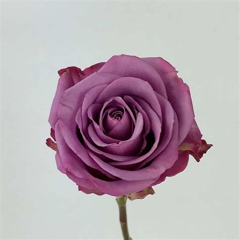 COOL WATER ROSE 50CM Wholesale Bulk Flowers Cascade Floral