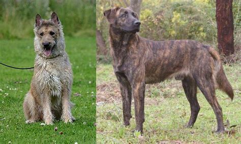 They are popular in police and military work, and they also make great family pets if you are able to provide the physical exercise. Treeing Tennessee Brindle vs Belgian Shepherd Dog ...