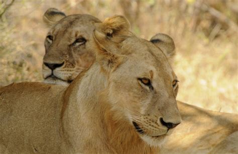 Tanzania Lions