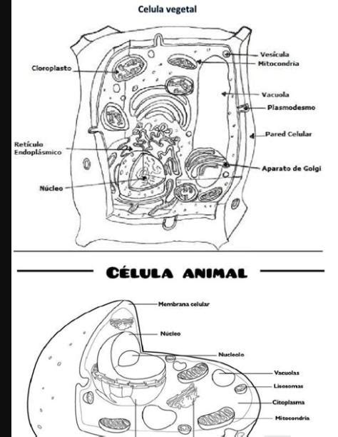Cómo Dibujar Una Celula Animal Y Vegetal 】 Paso A Paso Muy Fácil 2024