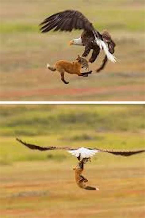 Eagle Catches Fox And Take Him In Sky Will Eagle Drop And Kill Fox