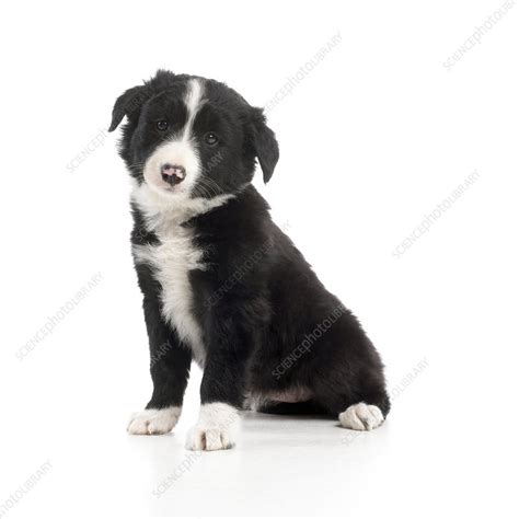 Black And White Sheepdog Puppy Stock Image C0514762 Science