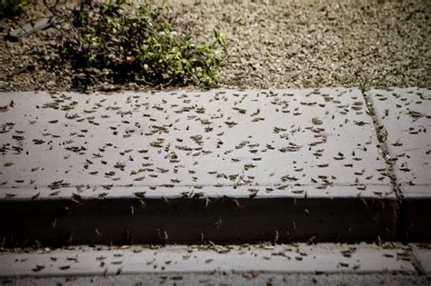 Grasshoppers Swarm Las Vegas Npr Illinois