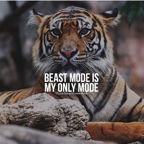 18 Photos Lovely Tiger Motivational Quotes