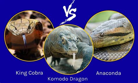 Anaconda Vs Komodo Dragon Vs King Cobra ใครจะชนะในการต่อสู้