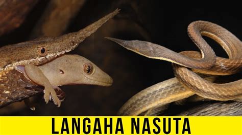 Learn about snake biology, classification, and facts with this article. 5 Most Unique Exotic Snakes In The World! - YouTube