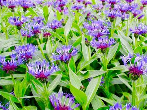 Centaurea Montana Cornflower 2x 13 Cm Potssolitary Fringed Rich Blue