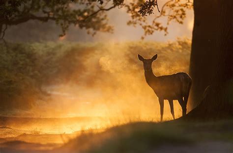 Red Deer In The Mist By Oscar Dewhurst Via 500px Woodland Creatures