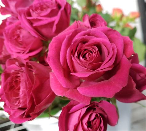 Hot Pink Spray Roses Bunch Of 100 Stems Toronto Bulk Flowers