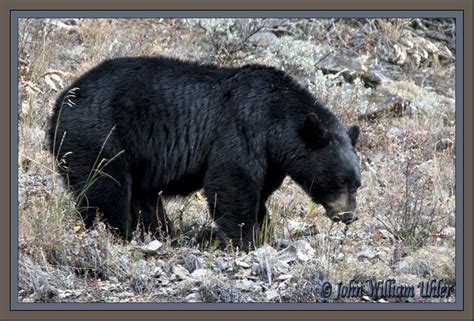 Black Bear Video In Yellowstone National Park ~ Yellowstone Up Close