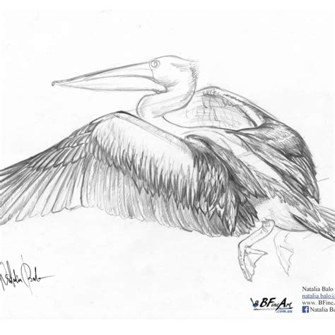 Australian Pelican In Flight Wingspan In Perspective Study Of Pelican