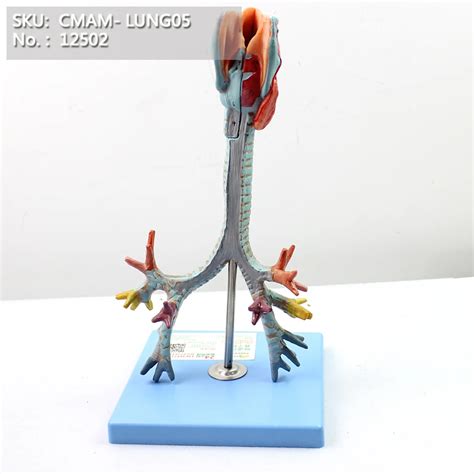 Cmam Lung Larynx Trachea And Bronchial Tree Human Medical Model My