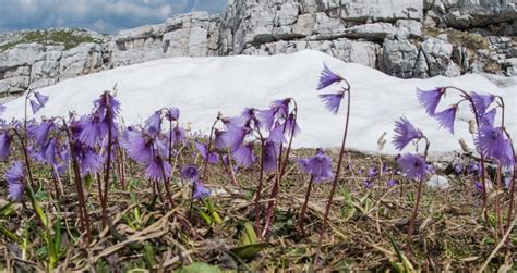 Dolomites Flowers And Photography Tour