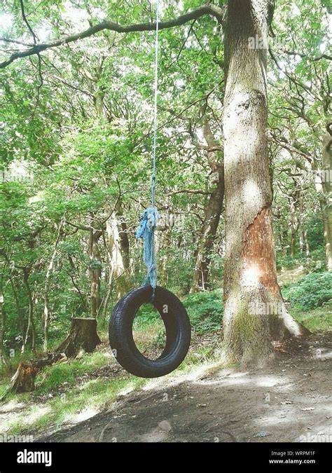 Tire Swing Is Hanging To Tree High Resolution Stock Photography And