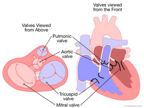 Aortic Valve Definition Examples And Forms