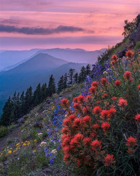 Wildflower In Full Bloom On Mount Hood Oregon Photo By