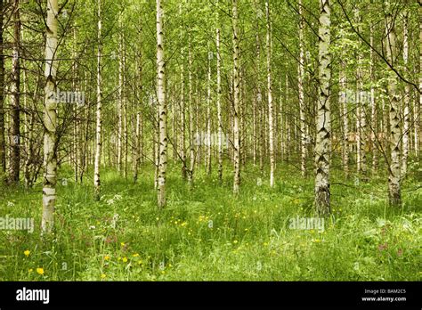 Birch Species High Resolution Stock Photography And Images Alamy