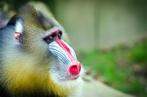 Free Picture Monkey Primate Face Animal