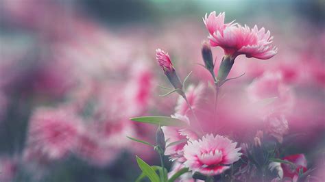 Flowers Nature Pink Flowers Wallpaper Coolwallpapersme