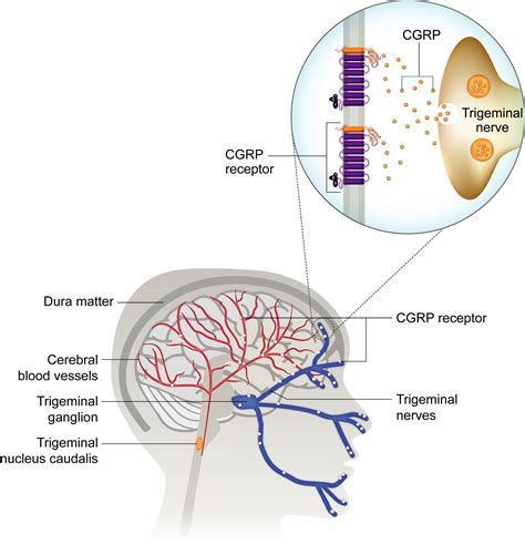 Monoclonal Antibodies To Cgrp Or Its Receptor For Migraine Prevention