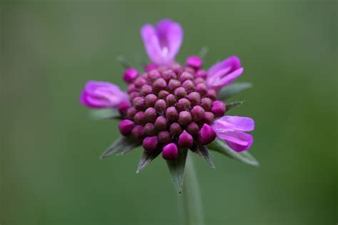 Flower Of A Scabiosa Lucida Stock Photo Download Image Now Flower