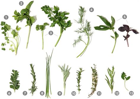 A Visual Guide To Fresh Herbs