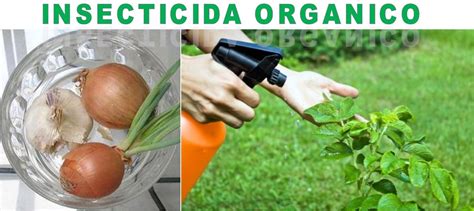 Pesticida Org Nico Casero A Base De Cebolla Y Ajo