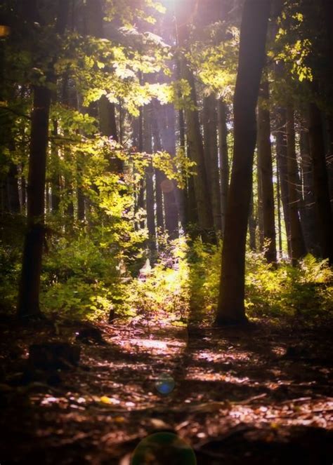 Mystic Forest Sunbeam Glade Autumn Nature Free Image Download