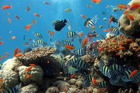 Free Images Sea Underwater Coral Reef Aquarium