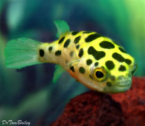 Premium Wild Green Spotted Pufferfish Size 15 To 2