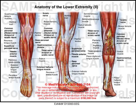 Human Knee Anatomy Illustration