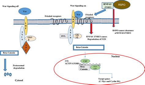 Figure From Targeting The Wnt Beta Catenin Pathway In Cancer Update